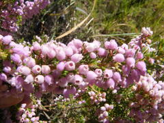 Erica hirtiflora hirtiflora