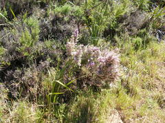 Erica hirtiflora hirtiflora