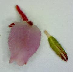 Erica hirtiflora hirtiflora