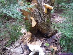 Pleurotus levis