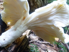 Pleurotus levis