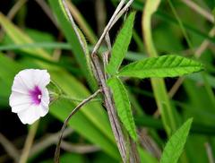 Ipomoea magnusiana image