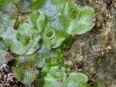 Marchantia inflexa