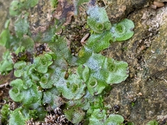 Marchantia inflexa