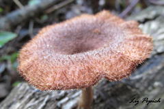 Lentinus stuppeus