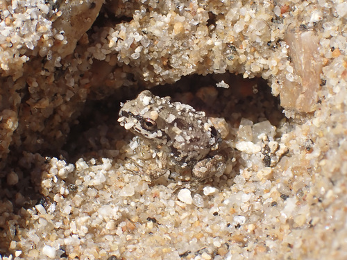 iNaturalist observation photo of Pacific chorus frog