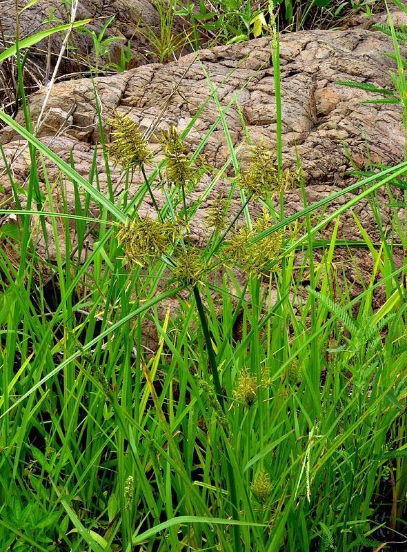 (c) Kate Braun, certains droits réservés (CC BY-NC) https://www.inaturalist.org/observations/11151394