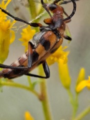 Strangalia sexnotata