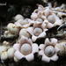 Myceliostroma - Photo (c) lizziepop,  זכויות יוצרים חלקיות (CC BY-NC)
