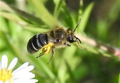 Colletes compactus compactus