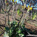 Peninsula Firedaisy - Photo (c) Chris Vynbos, some rights reserved (CC BY-SA), uploaded by Chris Vynbos