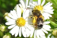 Colletes compactus compactus