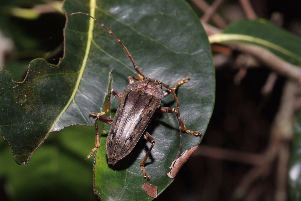 Buprestomorpha