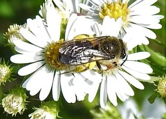 Colletes compactus compactus