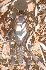 Arphia pseudonietana