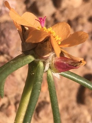 Portulaca suffrutescens