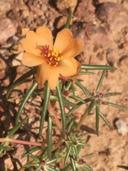 Portulaca suffrutescens