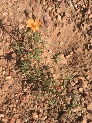 Portulaca suffrutescens