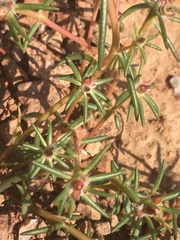 Portulaca suffrutescens