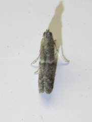Eurythmia angulella