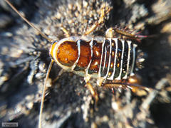 Temnopteryx phalerata