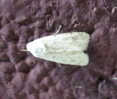 Leucocnemis perfundis