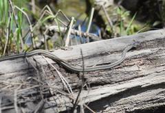 Thamnophis proximus proximus