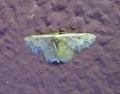 Idaea kendallaria