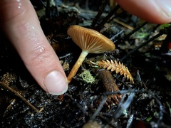 Pholiota multicingulata
