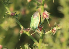 Chlorochroa sayi