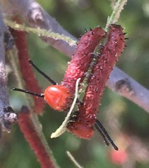 Anisota oslari