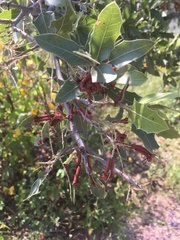 Anisota oslari