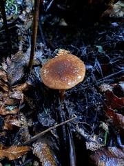 Pholiota multicingulata