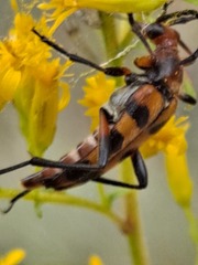 Strangalia sexnotata