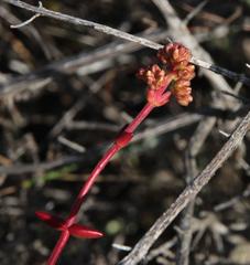Crassula subaphylla subaphylla