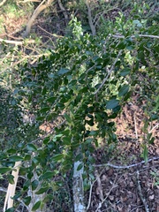 Azara microphylla