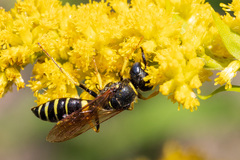 Philanthus solivagus