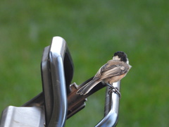 Poecile atricapillus