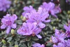 Rhododendron impeditum