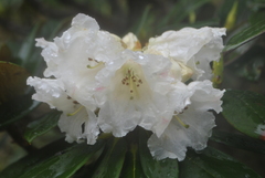 Rhododendron