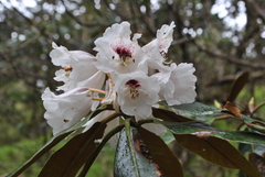 Rhododendron taliense