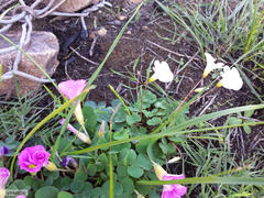 Oxalis commutata commutata