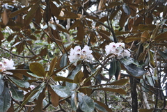 Rhododendron taliense