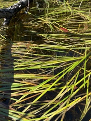 Sparganium fluctuans