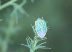 Chlorochroa sayi