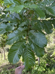 Cupania americana