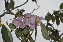 Rhododendron selense