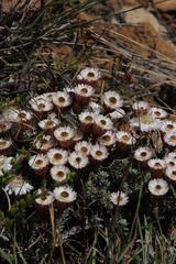 Helichrysum stoloniferum