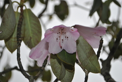 Rhododendron selense