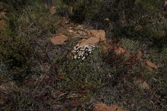 Helichrysum stoloniferum